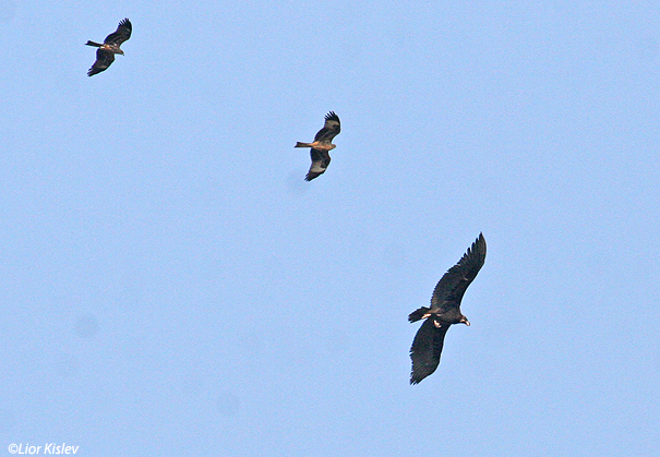 עוזניה שחורה   Black Vulture Aegypius monachus                             עמק בית שאן דצמבר 2006.